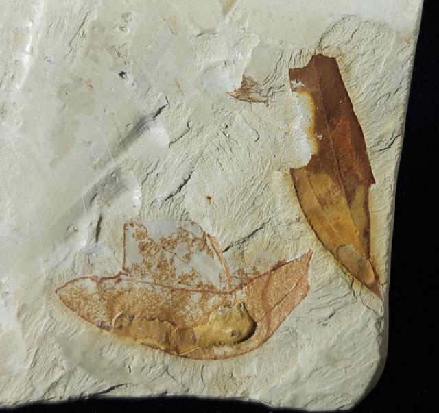 Zelkova zelkovifolia (UNGER 1843) & Daphnogene polymorpha ETTING - Bild © FossNet FossilienStore